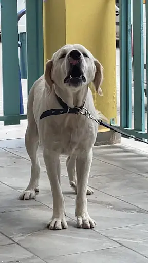 Patile veteriner kliniği 3