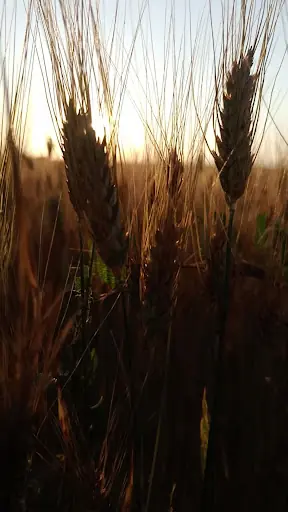 AGROTERMAL TUZLUKÇU SERA (YEDİYOL HOLDİNG) 3