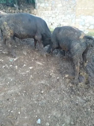 ÇAĞLAYAN BESİİ 3