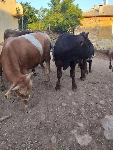 ÇAĞLAYAN BESİİ