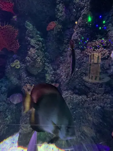 RUHUNGUZELLIGI
