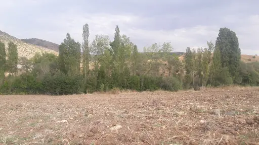 Aslanlar 2