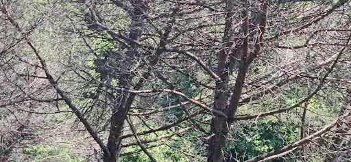 DERBENT KORUSU – Diğer (Güzellik), İstanbul (3. fotoğraf)