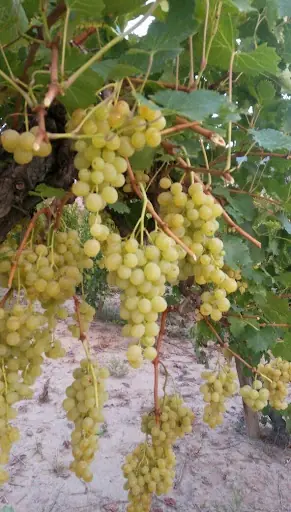Mayıslar