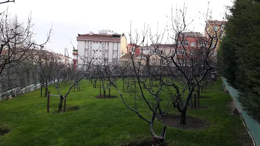 KİRAZ BAHÇESİ – Diğer (Güzellik), İstanbul