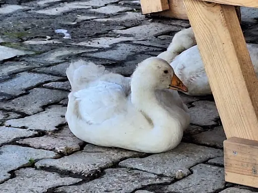 Köprübaşı balık restorant – Diğer (Güzellik), İstanbul (3. fotoğraf)