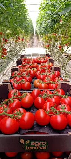 AGROTERMAL TUZLUKÇU SERA (YEDİYOL HOLDİNG)