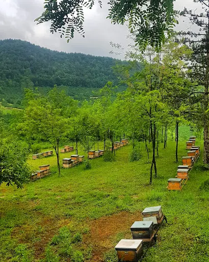 DAGEM Yığılca Düzce Üniversitesi Arıcılık Araştırma Geliştirme ve Uygulama Merkezi 3