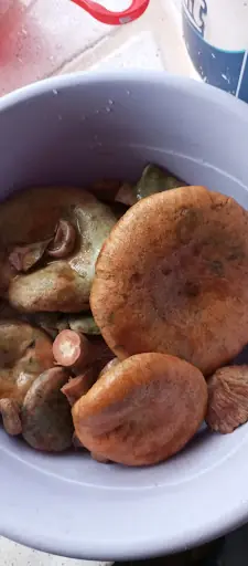 Pati pata hobi ciftligi 4