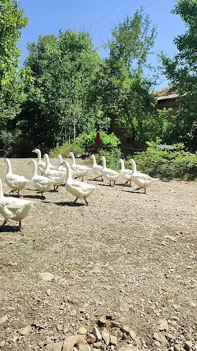 DEMİRLİ İNCÜĞEZ KÖYÜ 2