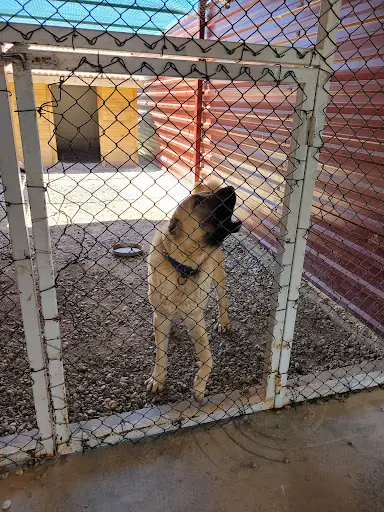 Sivas Kangal Köpeği Üretim, Eğitim ve Koruma Merkezi 2