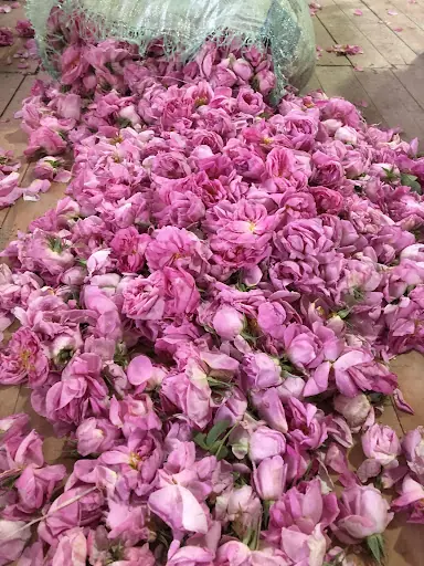Erkan Rose Oil (Erkan Gülyağı)FabrikasıHB Rose Kozmetik 3