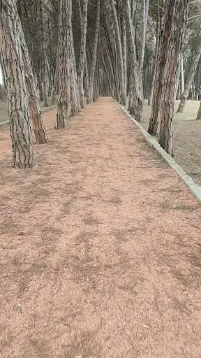 Çamlık Piknik ve Mesire Alanı 3