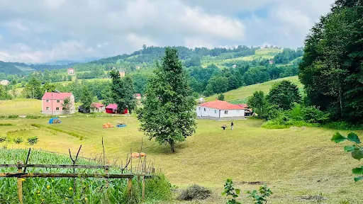 Tomaroğlu 2