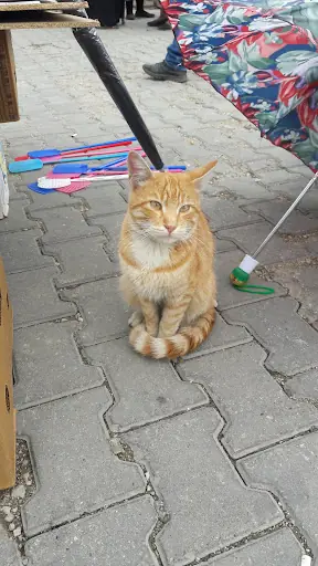 Devrekani Halk Pazarı 4