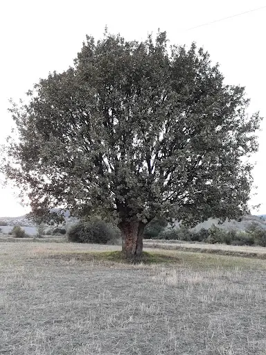Sirke Köyü Muhtarlığı 3