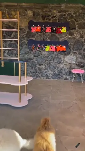 Maçka Pet Kuaför 3