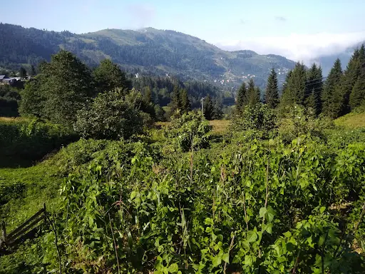 Şıhkıranı