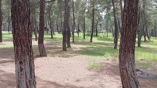 Karagöz Piknik Alanı 4