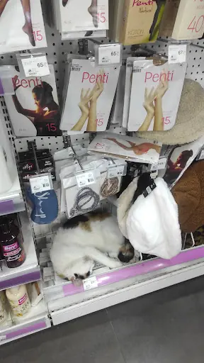 GRATİS BAHARİYE CD – Diğer (Güzellik), İstanbul (4. fotoğraf)