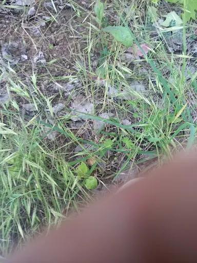 Mısırcı Ömer 5