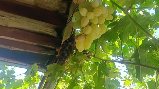 Üçkuyu So-asm 2