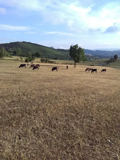 DEĞİRMENCIOĞLU MAHALLESI ACISU KÖYÜ ASARCIK SAMSUN