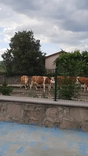 Korgun – Diğer (Güzellik), İstanbul