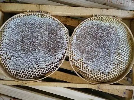 Gerger gıda Adıyaman Malatya pazarı köy ürünleri – Diğer (Güzellik), İstanbul (3. fotoğraf)