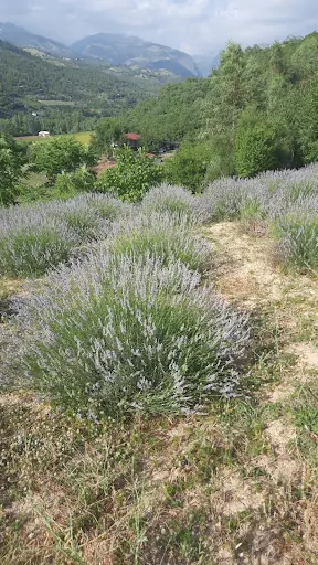 Hoşcan lavanta tarlası 2