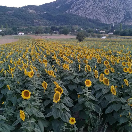Bedriye Berber Engin