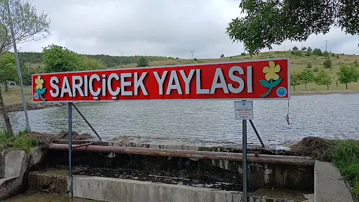 Sarı çiçek yaylası 3