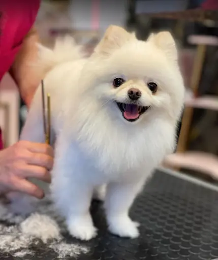 Maçka Pet Kuaför 2