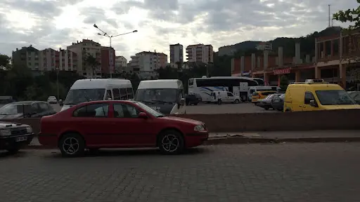 Türkeli Sahilgülü 3