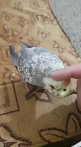 Yayladağı Merkez Aile Sağlık Merkezi
