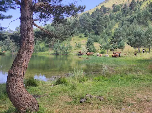 Altınpınar Limni Gölü 2