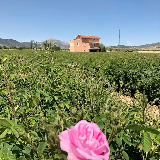 Erkan Rose Oil (Erkan Gülyağı)FabrikasıHB Rose Kozmetik 2