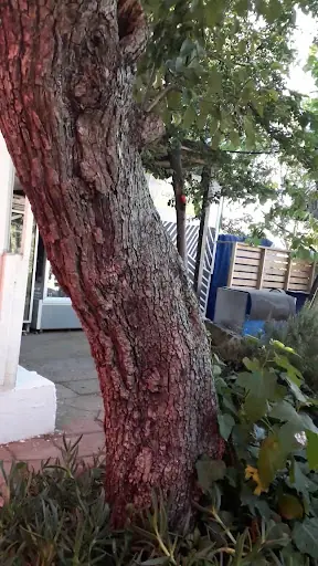 Burgazada Cennet Bahçesi 4