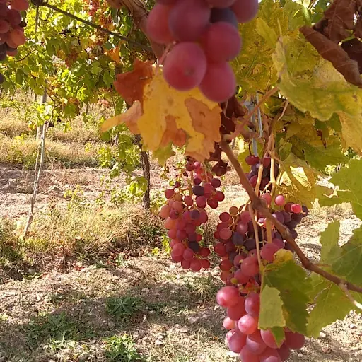 Günyüzü Kent Ormanı