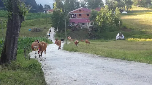Tomaroğlu 4