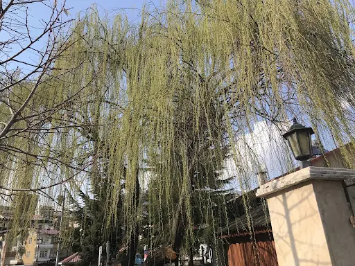 Artvin Ardanuç İlçesi 4