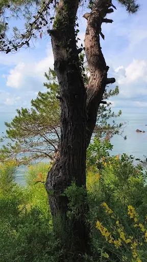 Kurucaşile 3