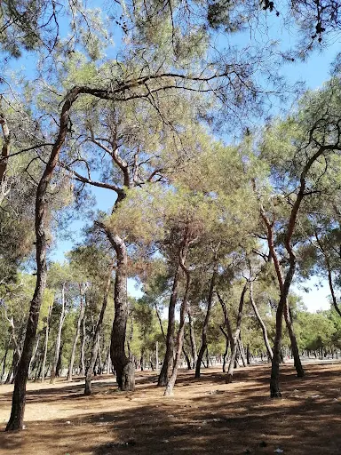 Kırkagaç Piknik Alanı 2