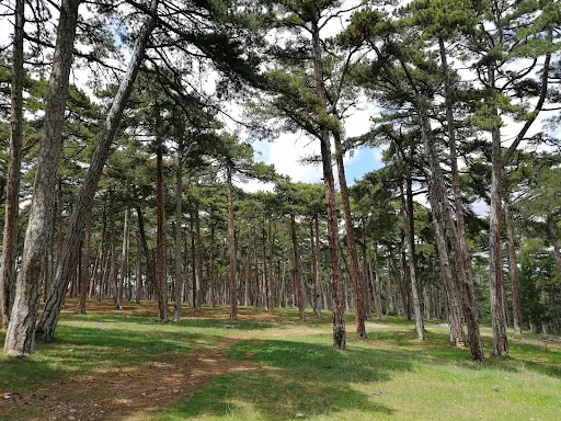 Domaniç Ebe Çamlığı Kent Ormanı 2