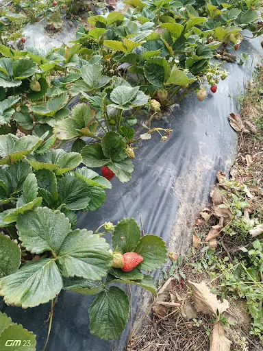 Miraç Ege Çilekçilik Samsun 4