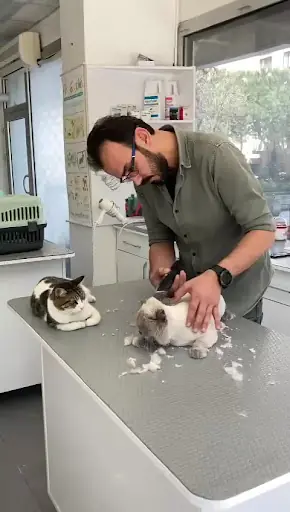 PET ESTETİK PET KUAFÖR – Güzellik Merkezi, İstanbul (3. fotoğraf)