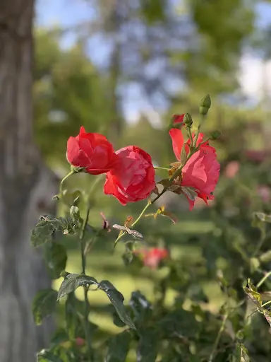 Beylikova Millet Bahçesi 4
