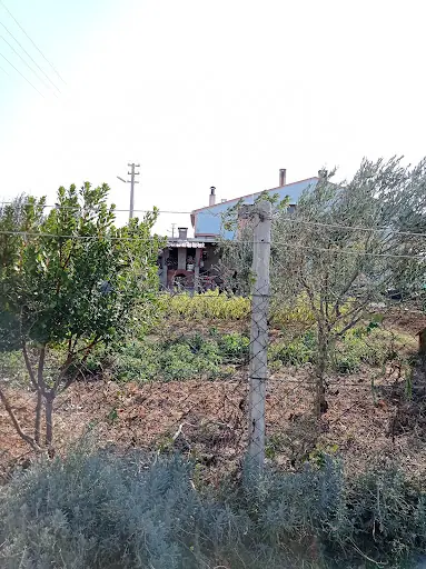 Bayramiç Deve Güreşi Arenası 3