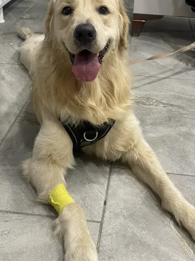 Patile veteriner kliniği 4