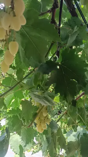 Üçkuyu So-asm